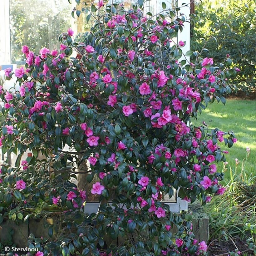 Camellia Gay Baby - Kamelie (Plant habit)