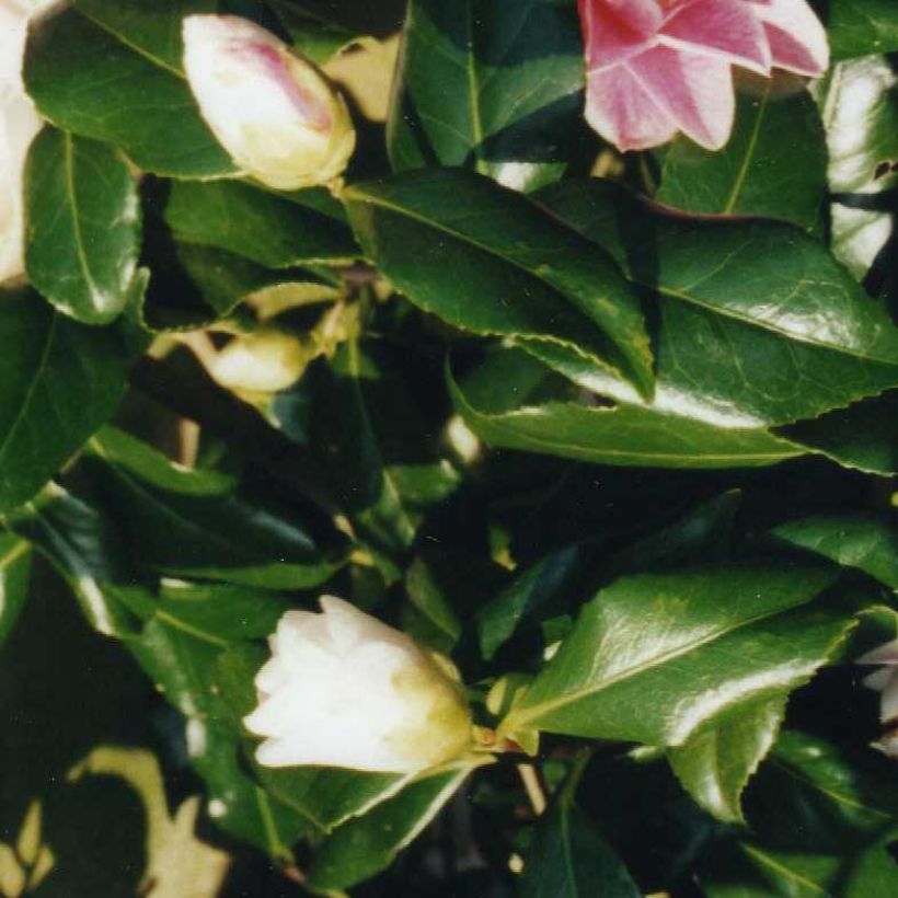 Camellia Lady Vansittart - Japanische Kamelie (Foliage)