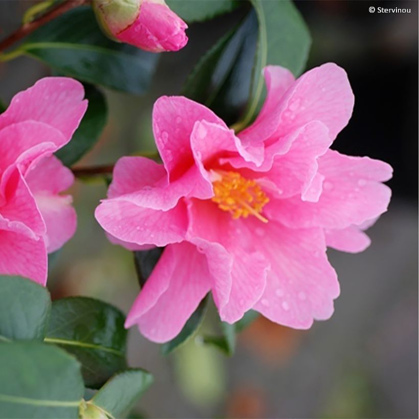 Camellia williamsii Lucky Star - Kamelie (Blüte)