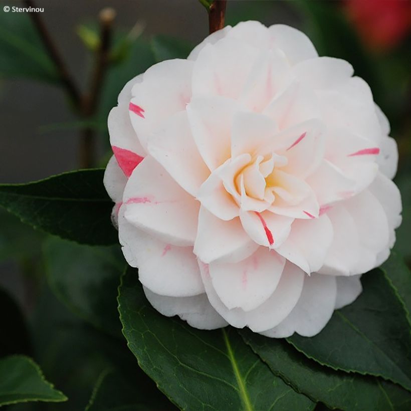 Camellia Stacy Susan - Japanische Kamelie (Flowering)
