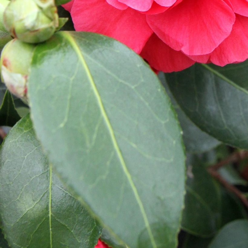 Camellia Blood of China - Japanische Kamelie (Foliage)