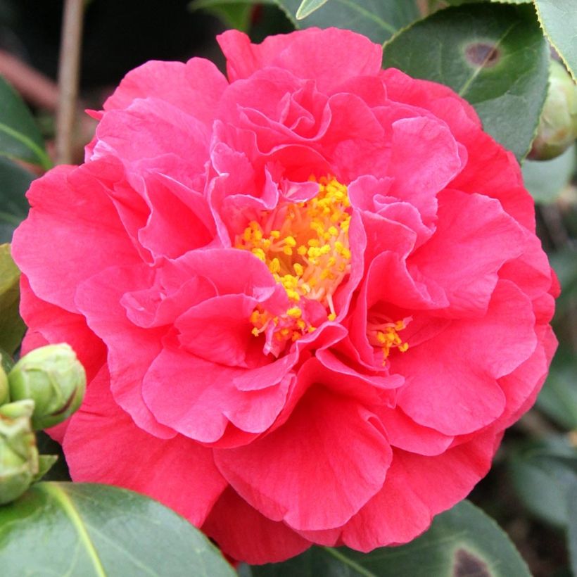 Camellia Blood of China - Japanische Kamelie (Flowering)
