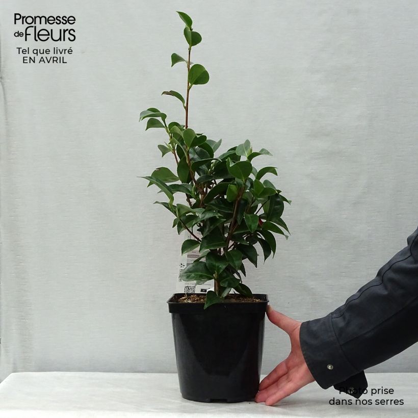 Example of Camellia Roger Hall - Japanische Kamelie Topf mit 3L/4L as you get in printemps
