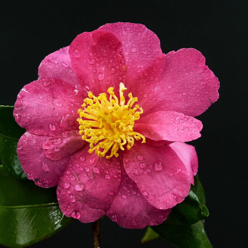 Camellia sasanqua Belinda - Herbstblühende Kamelie (Flowering)