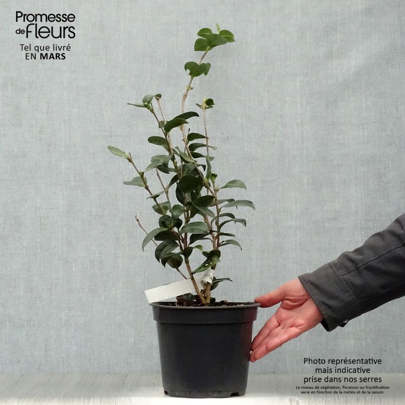 Example of Camellia sasanqua Belinda - Herbstblühende Kamelie Topf mit 4L/5L as you get in printemps