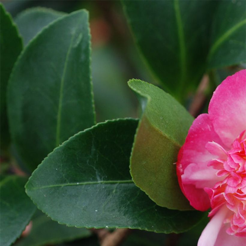 Camellia sasanqua Choji Guruma - Herbstblühende Kamelie (Foliage)