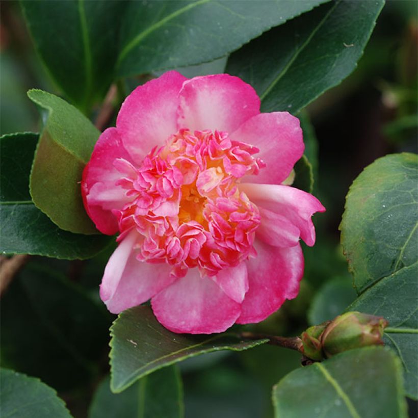 Camellia sasanqua Choji Guruma - Herbstblühende Kamelie (Flowering)