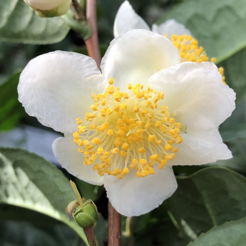 Chinesischer Teestrauch Théojardin - Camellia sinensis (Flowering)