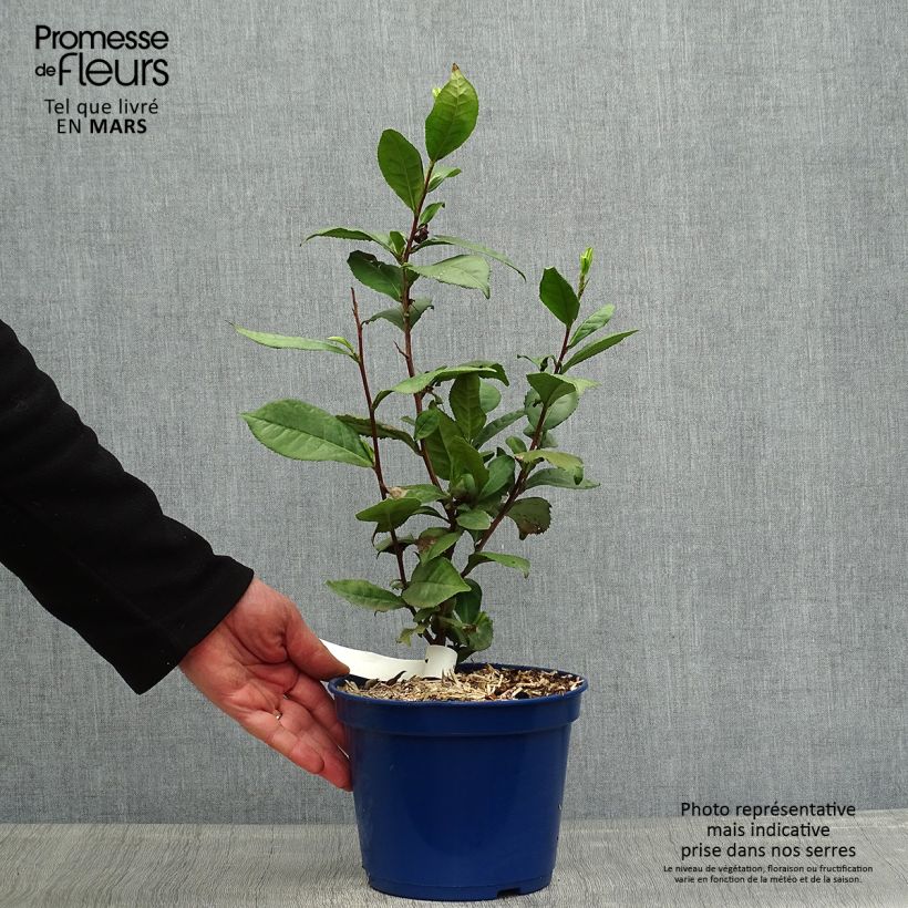 Example of Chinesischer Teestrauch Théojardin - Camellia sinensis Topf mit 2L/3L as you get in printemps