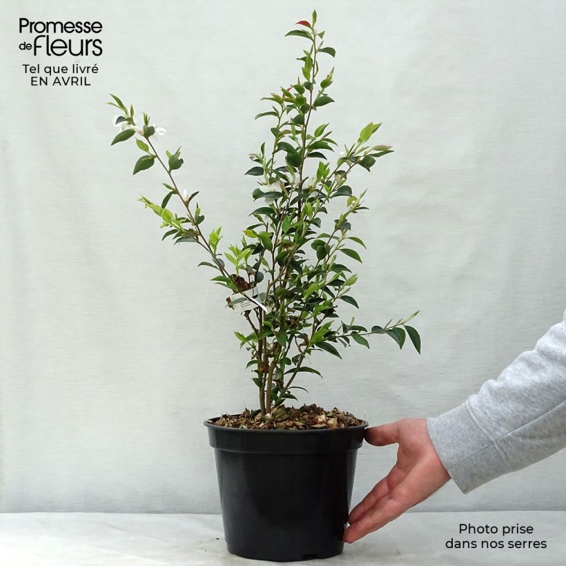 Example of Camellia transnokoensis Topf mit 4L/5L as you get in printemps