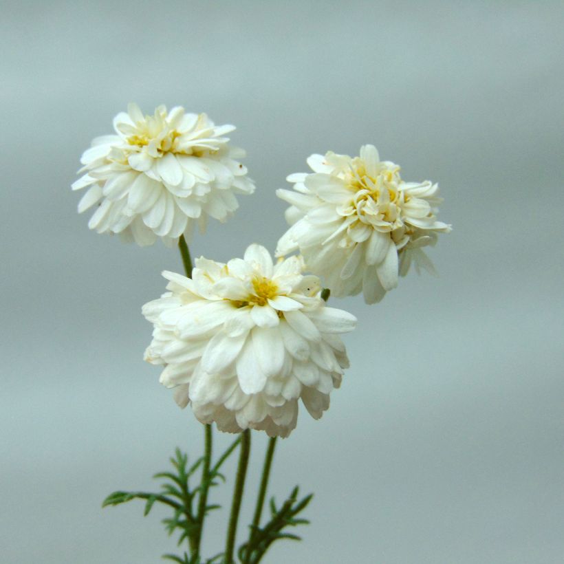 Römische Hundskamille Treneague - Chamaemelum nobile (Flowering)