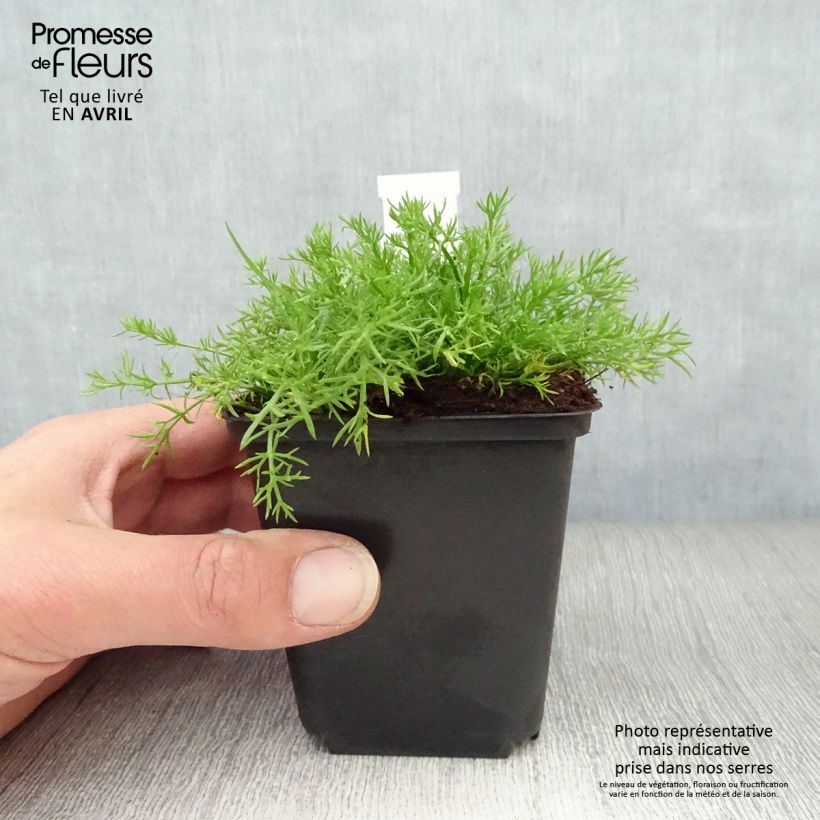 Example of Römische Hundskamille Treneague - Chamaemelum nobile Kleine Töpfe von 8/9 cm as you get in printemps