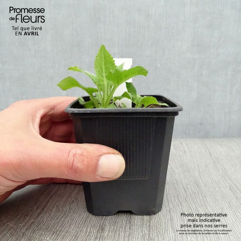 Example of Campanula Sarastro - Großblütige Glockenblume Kleine Töpfe von 8/9 cm as you get in printemps