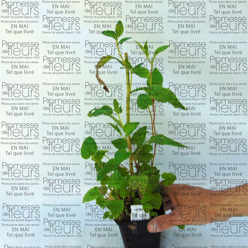 Beispiel eines Exemplars von Campanula punctata Wedding Bells - Pyramiden-Glockenblume Kleine Töpfe von 8/9 cm wie geliefert