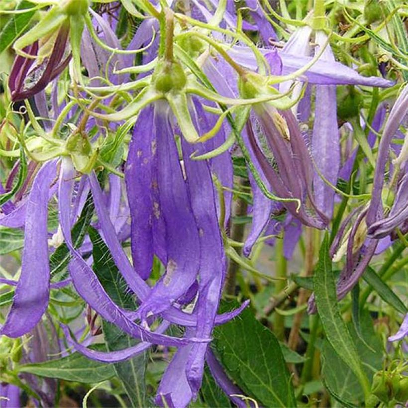 Campanula punctata Blue Octopus - Pyramiden-Glockenblume (Blüte)