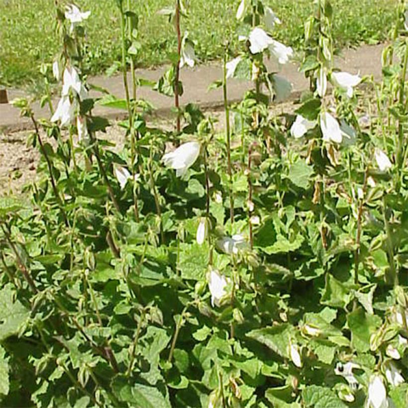 Campanula alliariifolia - Knoblauchraukenblättrige Glockenblume (Wuchs)