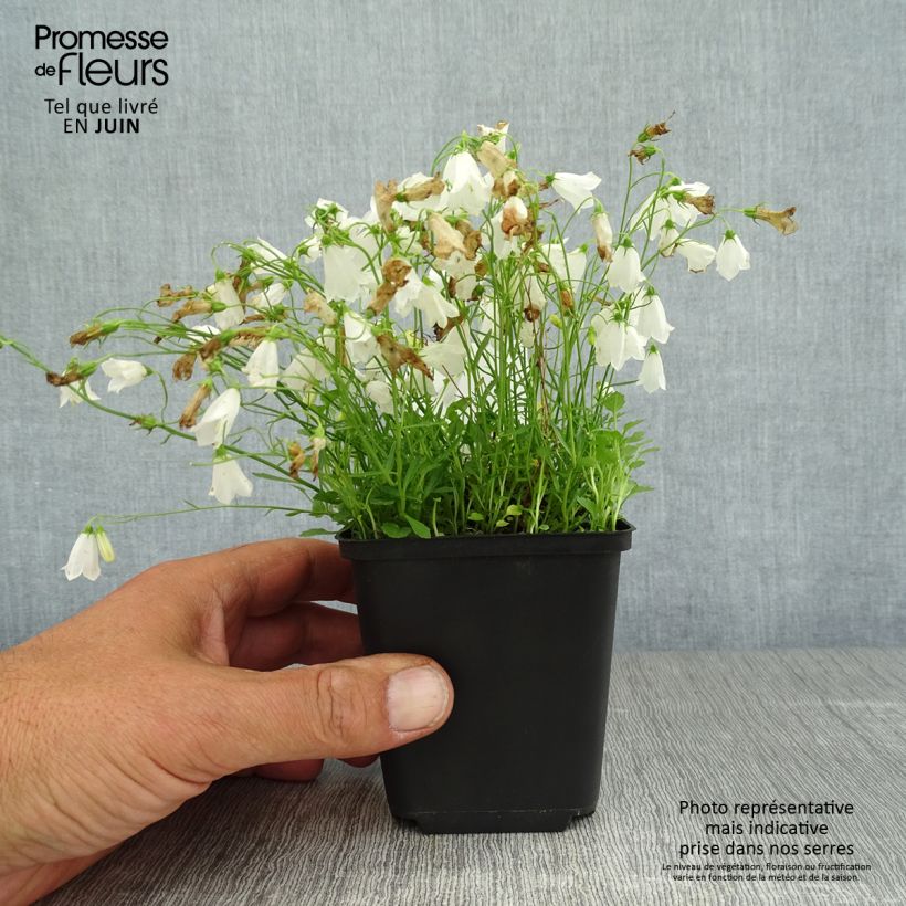 Exemplar von Campanula cochleariifolia Alba - Zwerg-Glockenblume Kleine Töpfe von 8/9 cm wie im Sommer geliefert
