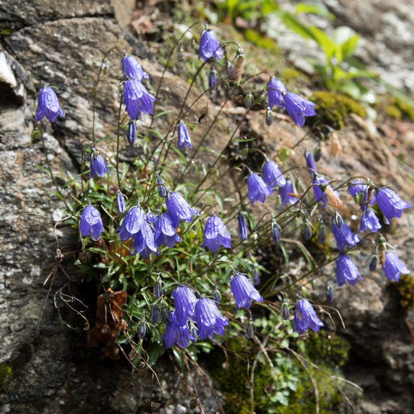 Campanula cochleariifolia - Zwerg-Glockenblume (Wuchs)