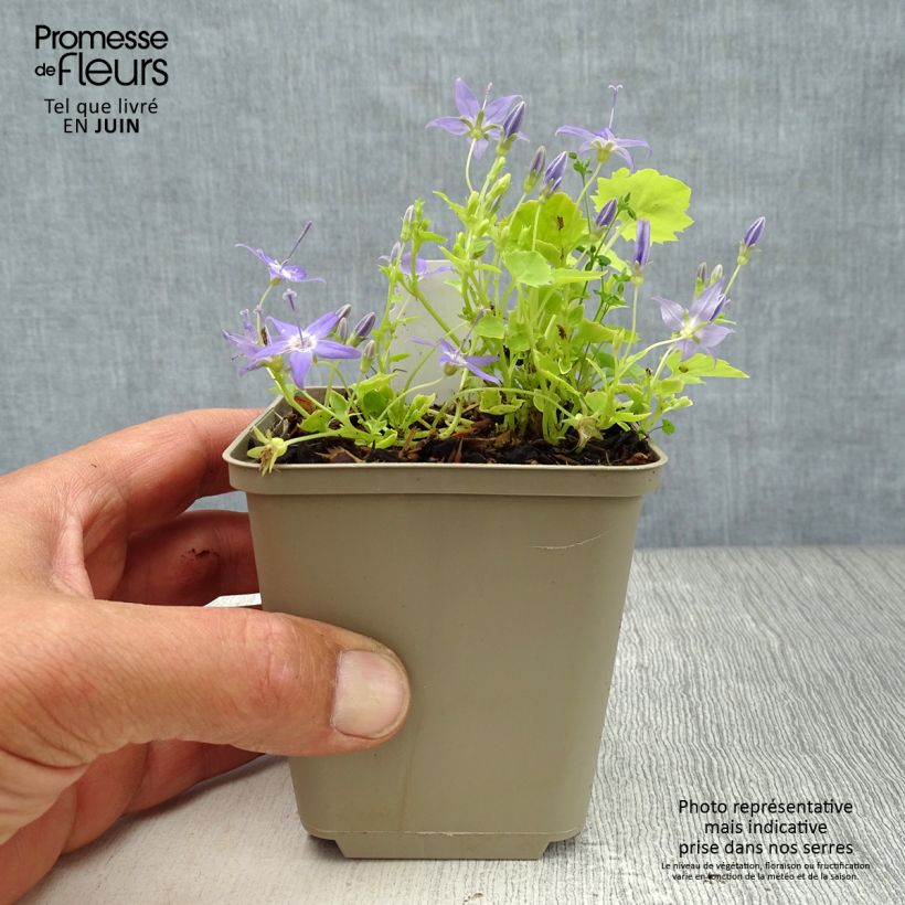 Exemplar von Campanula garganica Dickson s Gold - Sternpolster-Glockenblume Kleine Töpfe von 8/9 cm wie im Sommer geliefert