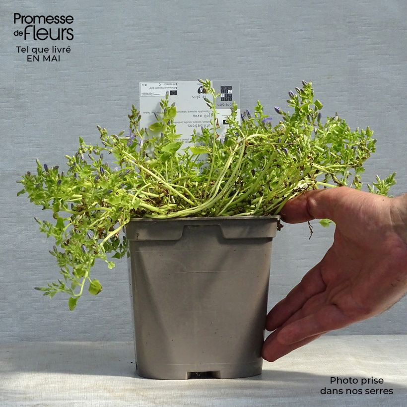 Exemplar von Campanula garganica Dickson s Gold - Sternpolster-Glockenblume Topf mit 2L/3L wie im Frühjahr geliefert