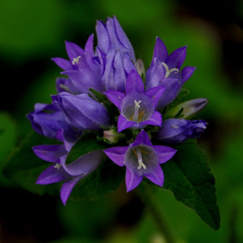 Campanula glomerata var. acaulis - Knäuel-Glockenblume (Blüte)