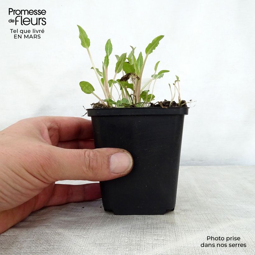 Exemplar von Campanula glomerata Genti Twisterbell - Knäuel-Glockenblume Kleine Töpfe von 8/9 cm wie im Frühjahr geliefert