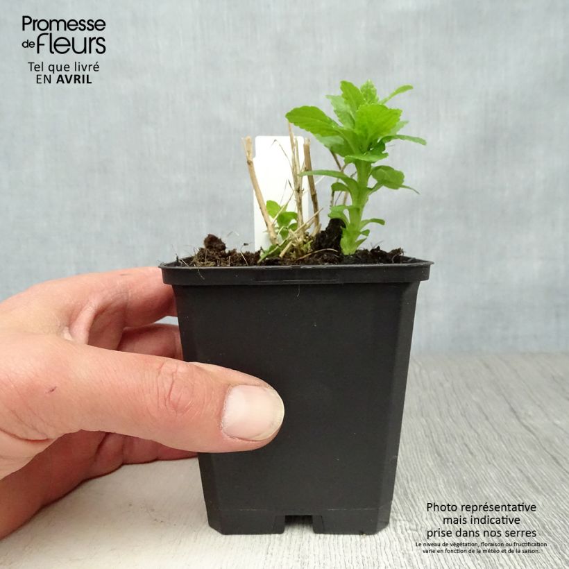 Example of Dolden-Glockenblume Alba - Campanula lactiflora Kleine Töpfe von 8/9 cm as you get in printemps