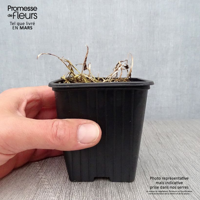 Example of Dolden-Glockenblume Pouffe - Campanula lactiflora Kleine Töpfe von 7/8 cm as you get in printemps