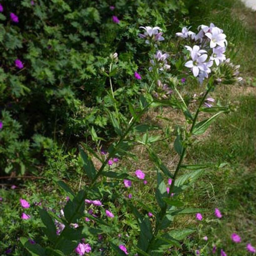 Dolden-Glockenblume Loddon Anne - Campanula lactiflora (Wuchs)