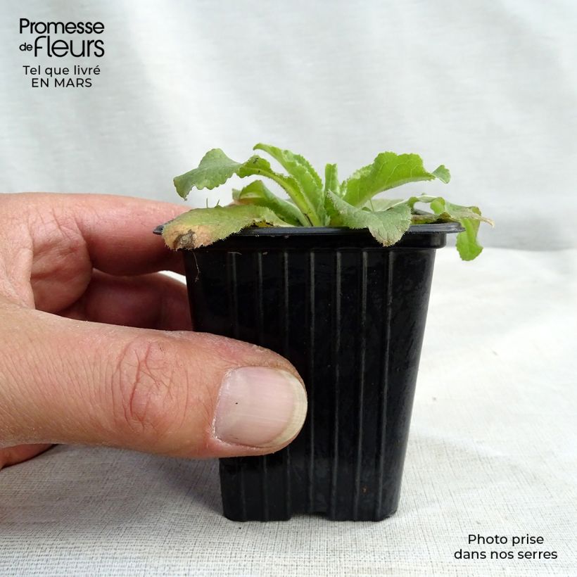 Exemplar von Marien-Glockenblume Blau - Campanula medium Kleine Töpfe von 7/8 cm wie im Frühjahr geliefert