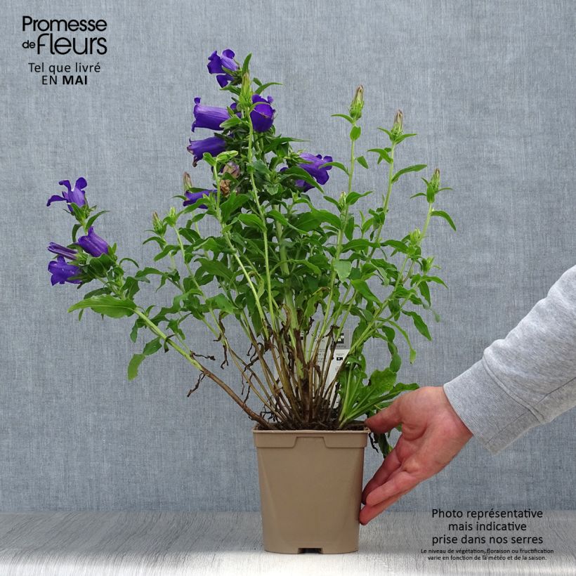 Exemplar von Marien-Glockenblume Blau - Campanula medium Topf mit 2L/3L wie im Frühjahr geliefert