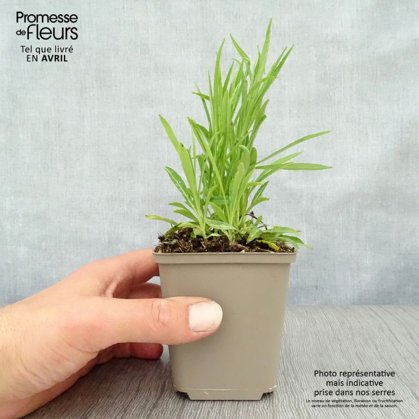 Example of Pfirsichblättrige Glockenblume La Bello - Campanula persicifolia Kleine Töpfe von 8/9 cm as you get in printemps