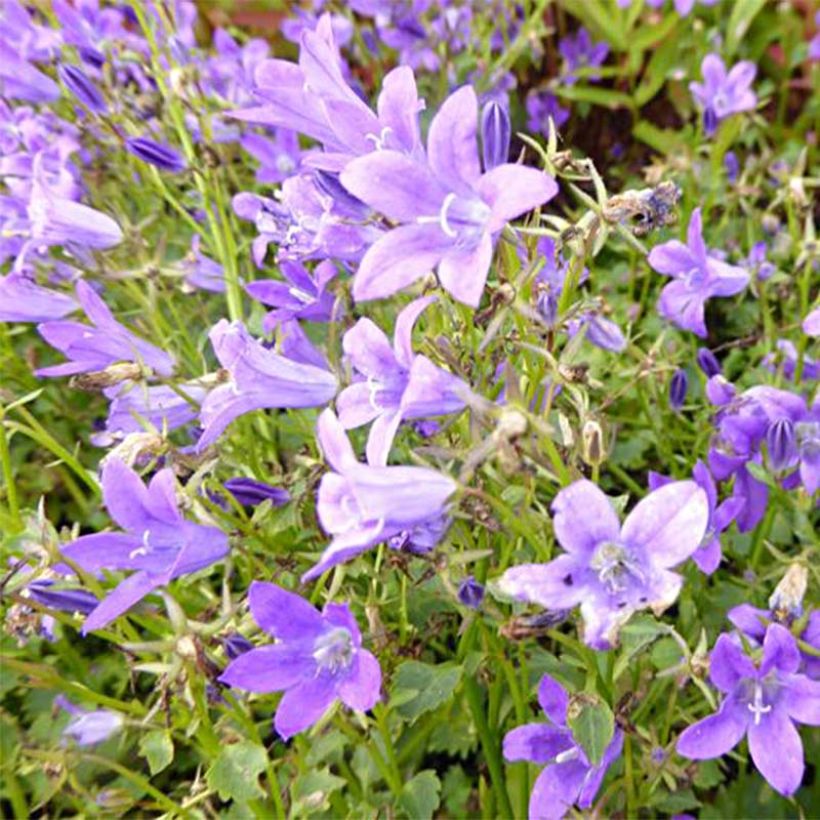Campanula poscharskyana Resholt Variety - Hängepolster-Glockenblume (Flowering)