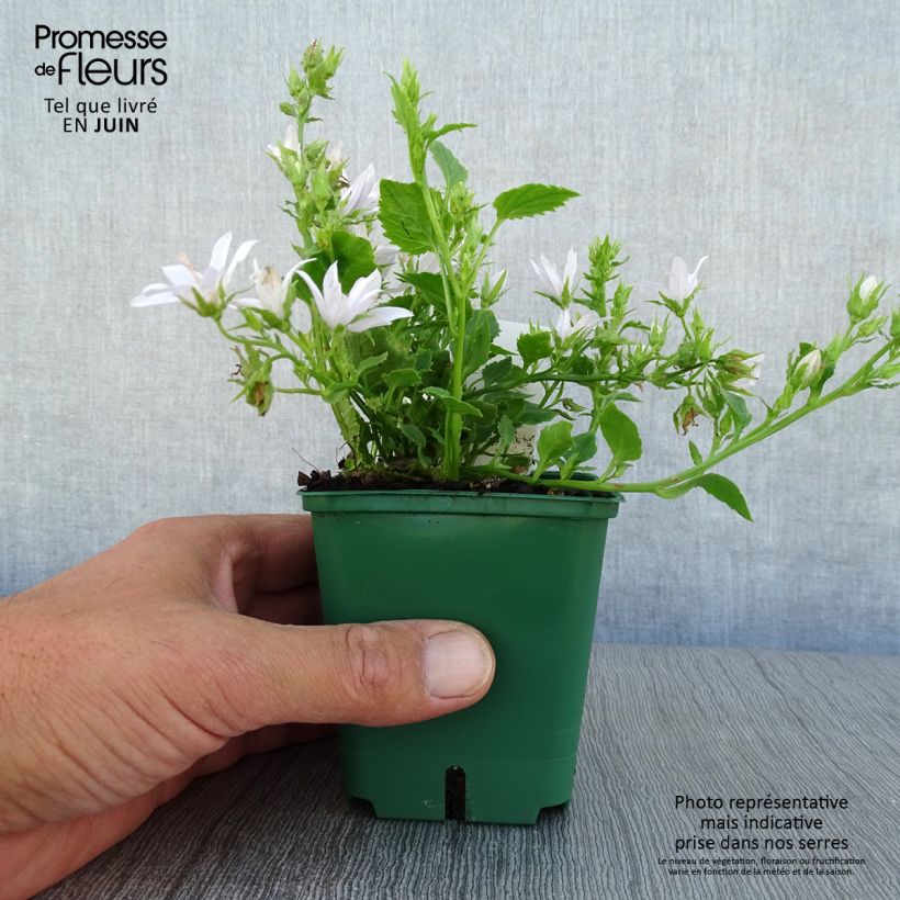 Exemplar von Campanula poscharskyana E.H. Frost - Hängepolster-Glockenblume Kleine Töpfe von 8/9 cm wie im Sommer geliefert