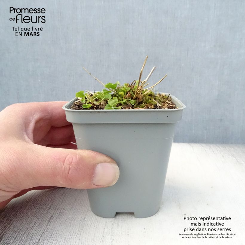 Exemplar von Campanula poscharskyana E.H. Frost - Hängepolster-Glockenblume Kleine Töpfe von 8/9 cm wie im Frühjahr geliefert