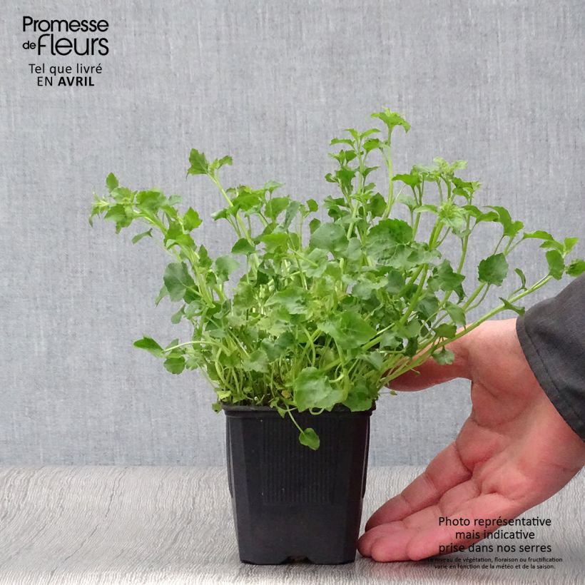 Example of Campanula poscharskyana Lisduggan Variety - Hängepolster-Glockenblume Kleine Töpfe von 8/9 cm as you get in printemps