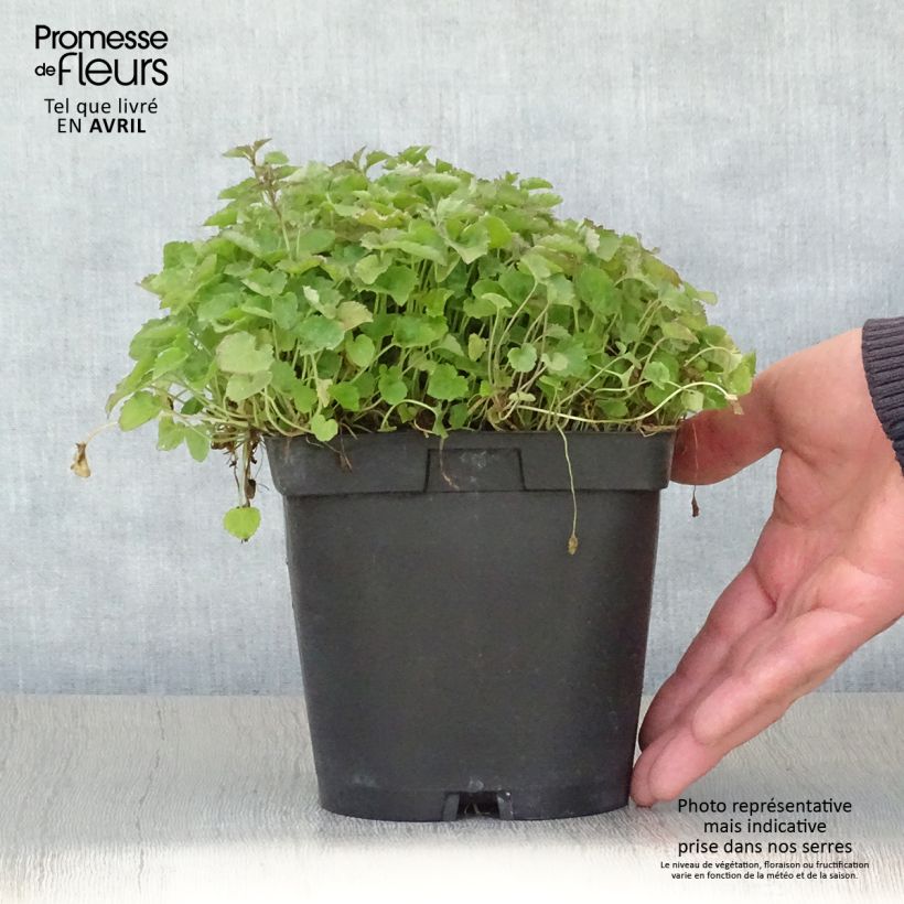 Example of Campanula poscharskyana Lisduggan Variety - Hängepolster-Glockenblume Topf mit 2L/3L as you get in printemps