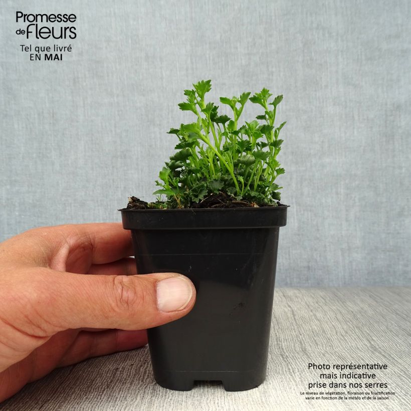 Exemplar von Campanula poscharskyana Stella - Hängepolster-Glockenblume Kleine Töpfe von 8/9 cm wie im Frühjahr geliefert