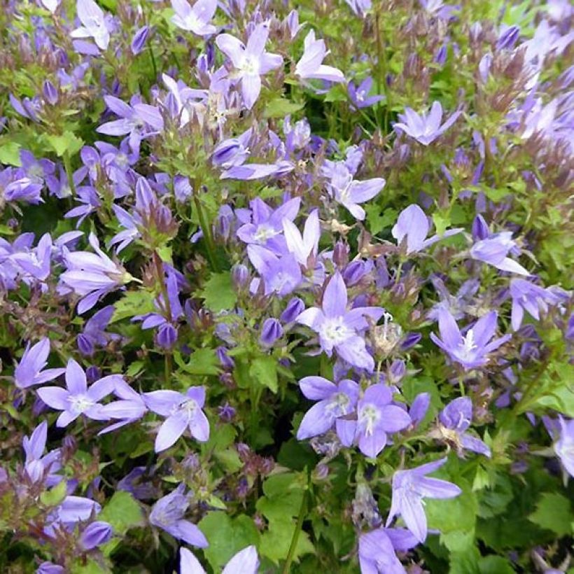 Campanula poscharskyana Trollkind - Hängepolster-Glockenblume (Flowering)