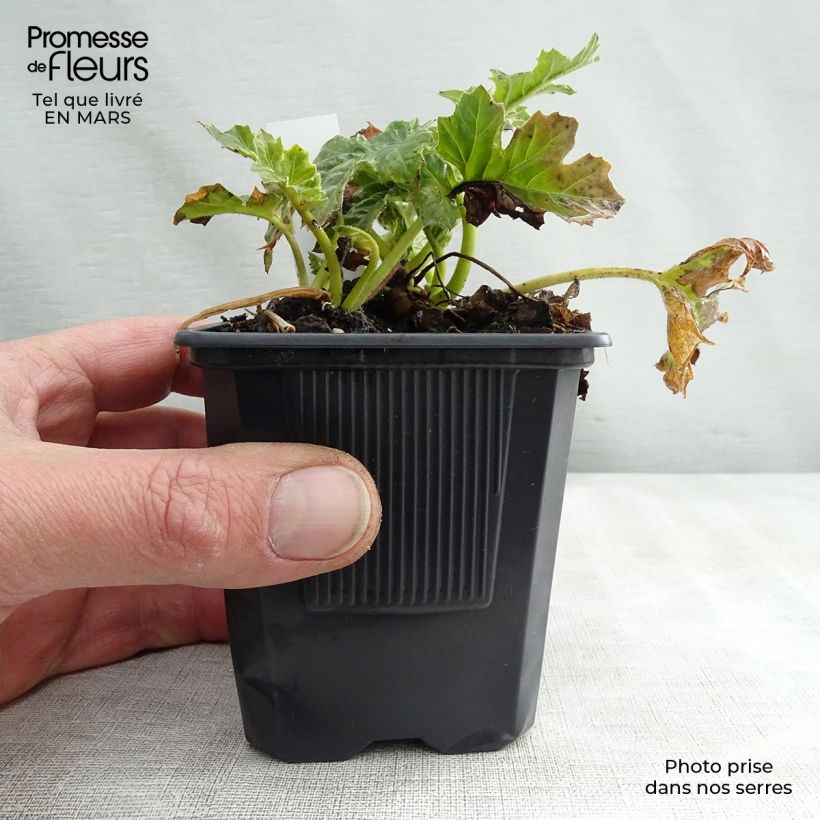 Example of Campanula poscharskyana Trollkind - Hängepolster-Glockenblume Kleine Töpfe von 8/9 cm as you get in printemps