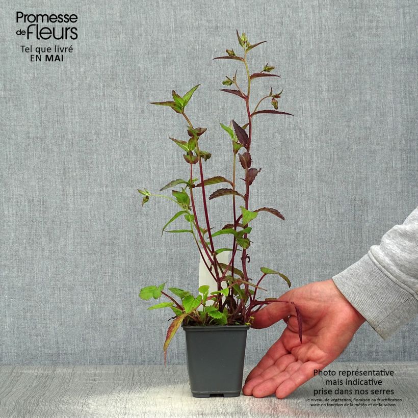 Exemplar von Campanula punctata Rubriflora - Pyramiden-Glockenblume Kleine Töpfe von 8/9 cm wie im Frühjahr geliefert