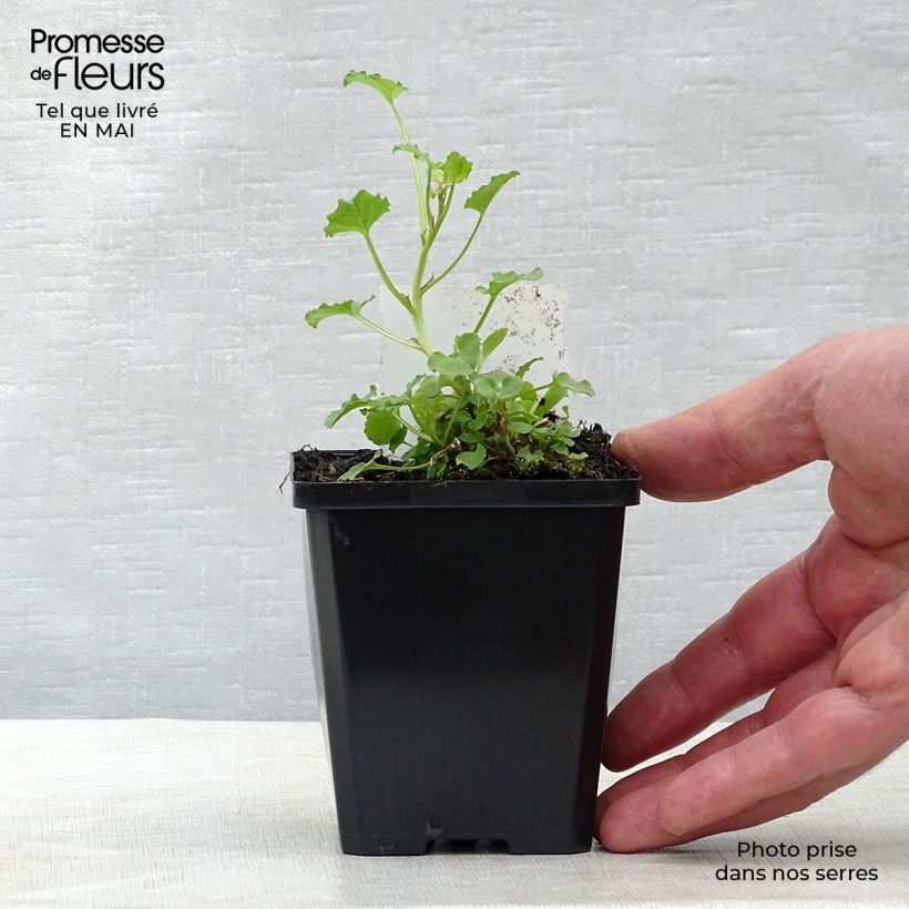 Exemplar von Campanula rapunculoides - Acker-Glockenblume Kleine Töpfe von 8/9 cm wie im Frühjahr geliefert