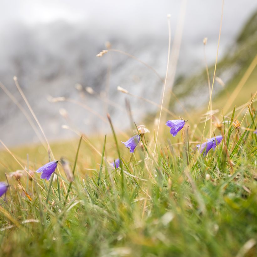 Campanula rotundifolia - Rundblättrige Glockenblume (Wuchs)