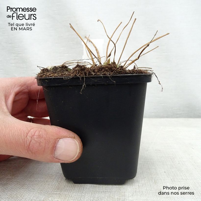 Example of Campanula trachelium Bernice - Nesselblättrige Glockenblume Kleine Töpfe von 8/9 cm as you get in printemps