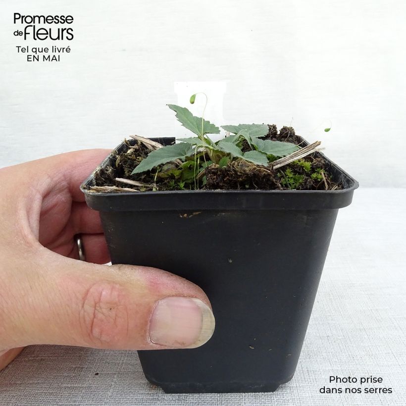 Exemplar von Campanula trachelium - Nesselblättrige Glockenblume Kleine Töpfe von 8/9 cm wie im Frühjahr geliefert