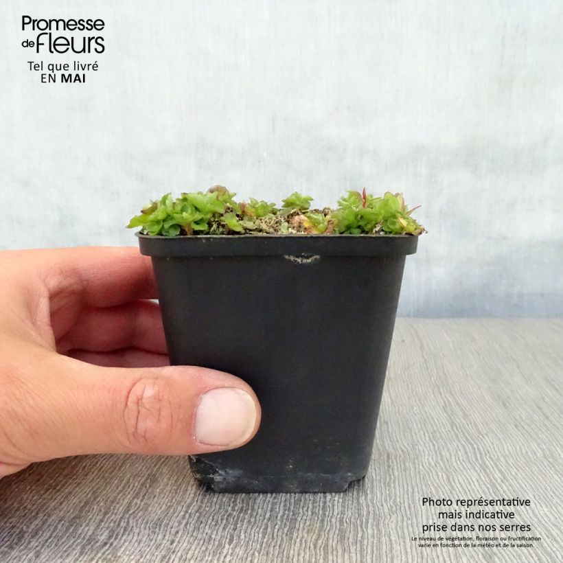 Example of Campanula pulloides G.F. Wilson - Glockenblume Kleine Töpfe von 8/9 cm as you get in printemps