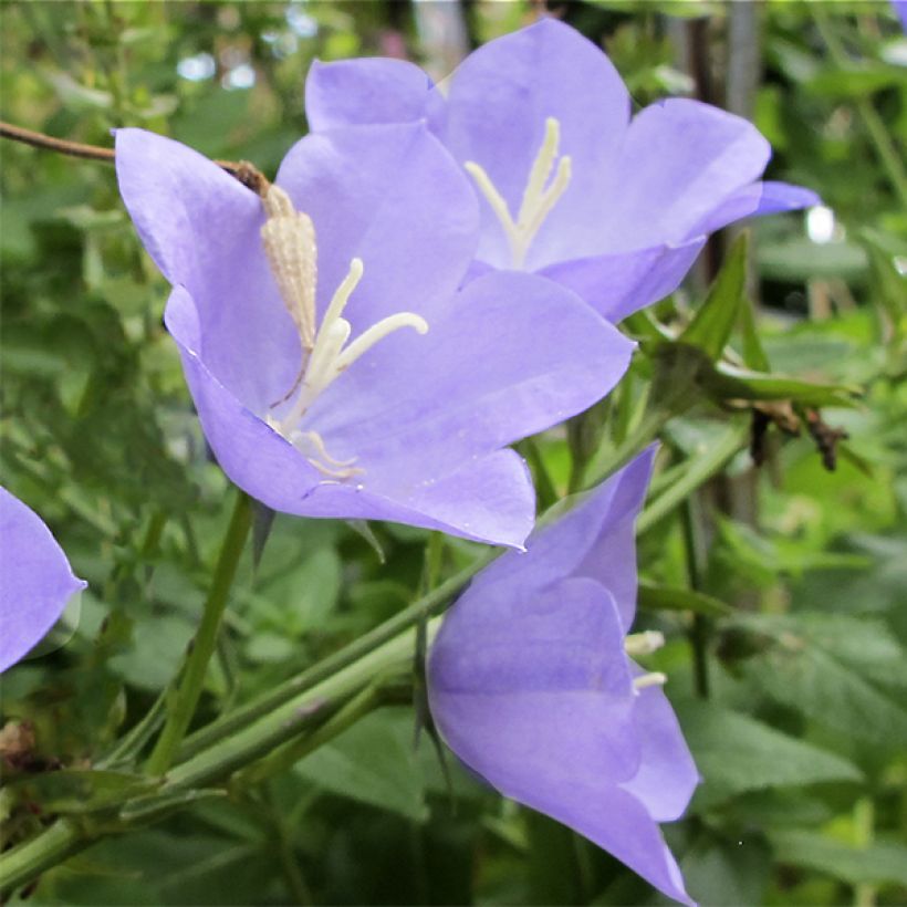 Campanula Norman Grove - Glockenblume (Blüte)