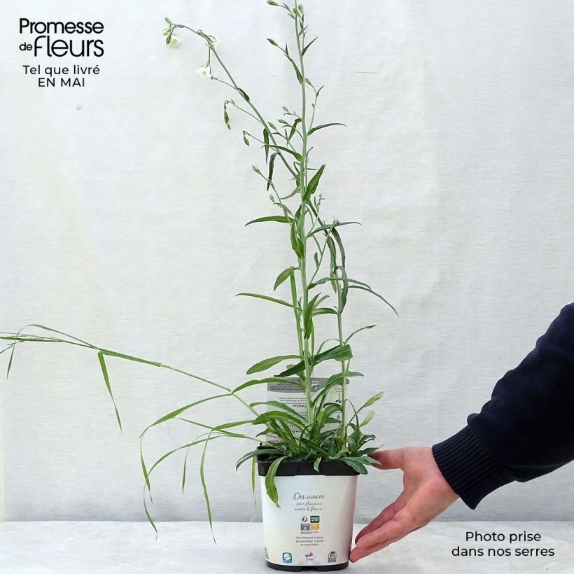 Exemplar von Pfirsichblättrige Glockenblume Alba - Campanula persicifolia Topf mit 2L/3L wie im Frühjahr geliefert