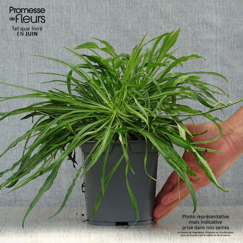 Exemplar von Pfirsichblättrige Glockenblume Alba - Campanula persicifolia Topf mit 2L/3L wie im Sommer geliefert