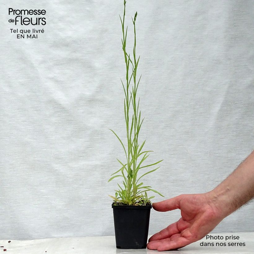 Exemplar von Pfirsichblättrige Glockenblume La Belle - Campanula persicifolia Kleine Töpfe von 8/9 cm wie im Frühjahr geliefert